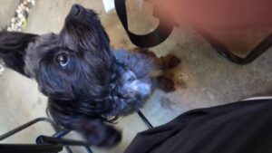 Grandma Vuong's Artisanの看板犬「AKI」くん