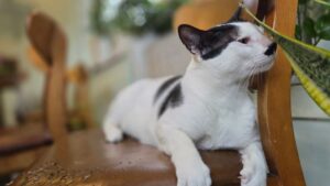 Hachi Noodle Houseの看板猫