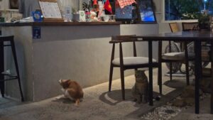 Tamarind Coffeeの猫たち