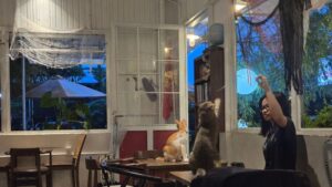 Tamarind Coffeeの常連客に夢中な猫たち